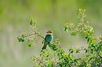 bee-eater