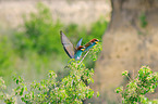 bee-eaters