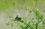 bee-eaters