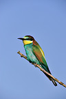 bee-eater