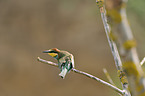 bee-eater