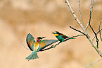 bee-eaters