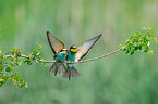 bee-eaters