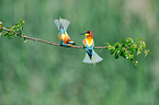 bee-eaters