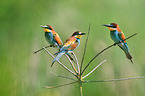 bee-eaters