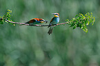 bee-eaters