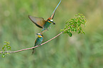 bee-eaters