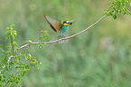 bee-eater