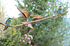 bee-eaters