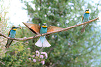 bee-eaters