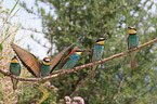 bee-eaters