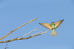 bee-eater