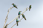 bee-eaters