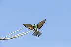 bee-eater