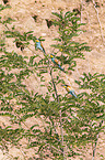 bee-eaters