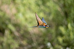 European bee-eater