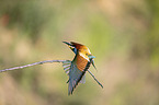 European bee-eater