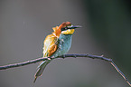 European bee-eater