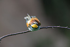 European bee-eater