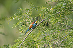 European bee-eater