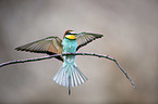 European bee-eater