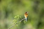 European bee-eater