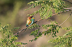 European bee-eater