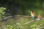 European bee-eater