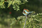 European bee-eater