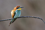 European bee-eater