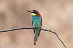 European bee-eater