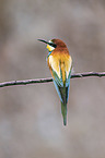 European bee-eater