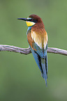 European bee-eater