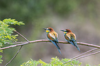 European bee-eater