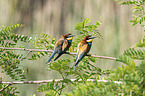 European bee-eater