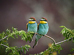 two bee-eaters