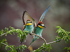 two bee-eaters