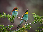 two bee-eaters