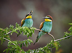 two bee-eaters