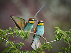 two bee-eaters