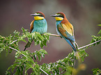 two bee-eaters
