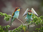 two bee-eaters