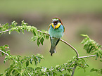 two bee-eaters