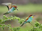 two bee-eaters