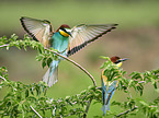 two bee-eaters