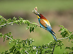 two bee-eaters