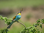 two bee-eaters