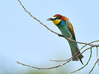 two bee-eaters