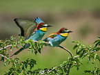 two bee-eaters