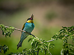 two bee-eaters